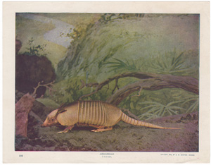 Armadillo